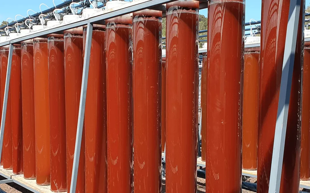 Astaxanthin und andere Carotinoide: Nutzen für die Gesundheit