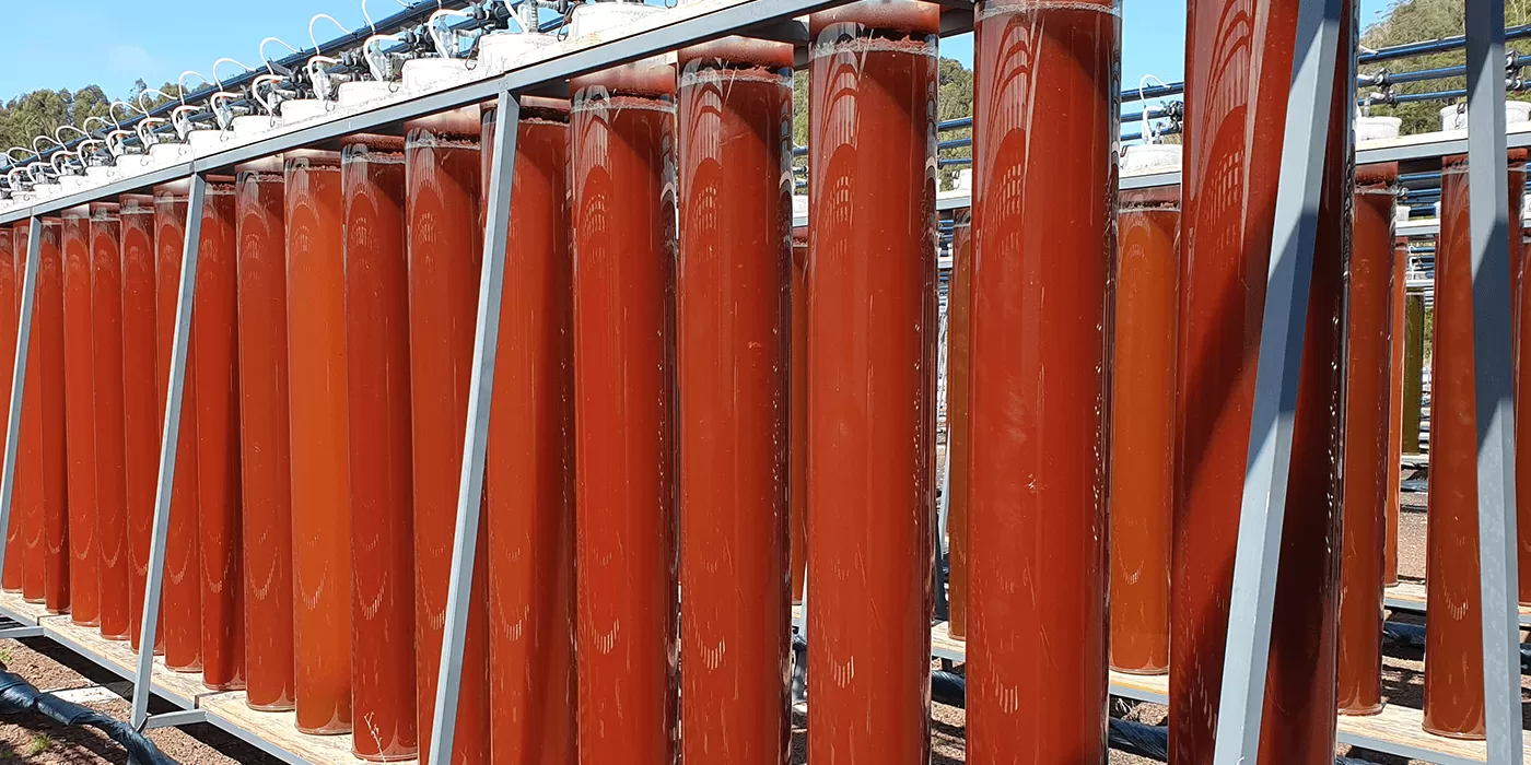Astaxantina e outros carotenóides: Benefícios para a saúde