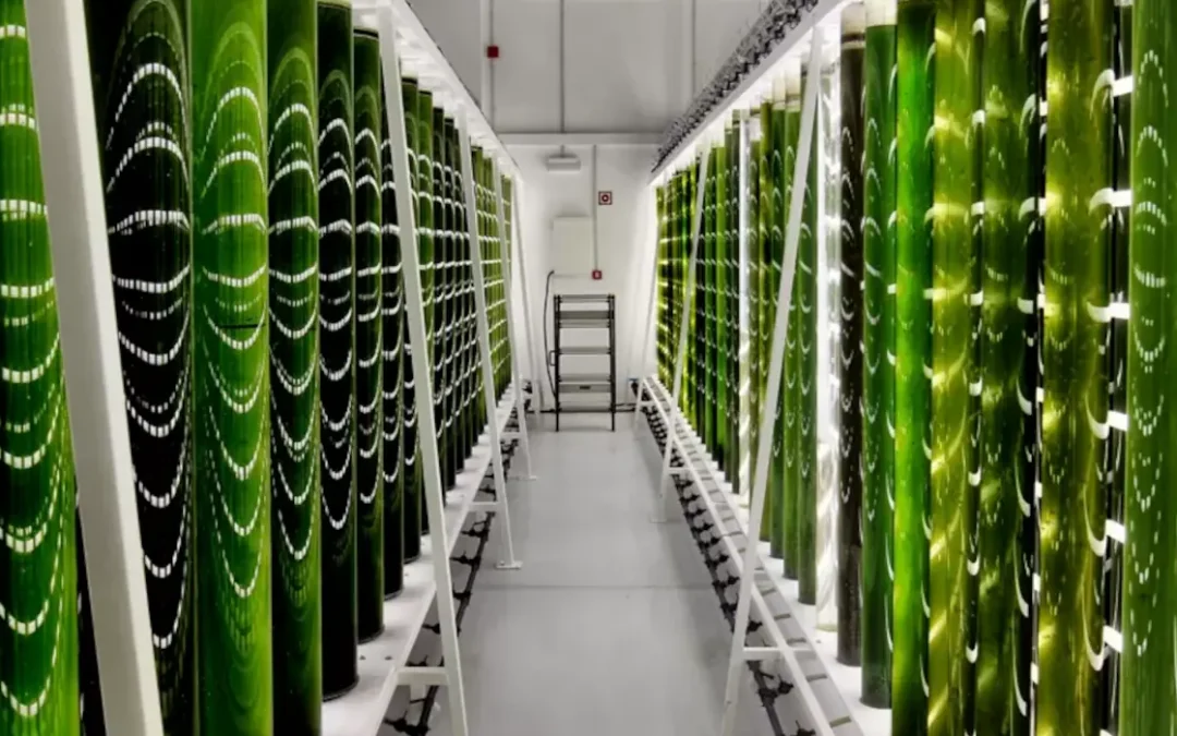 Acht ESG-Anforderungen bei Algicel erfüllt (Umwelt, Soziales und Governance)