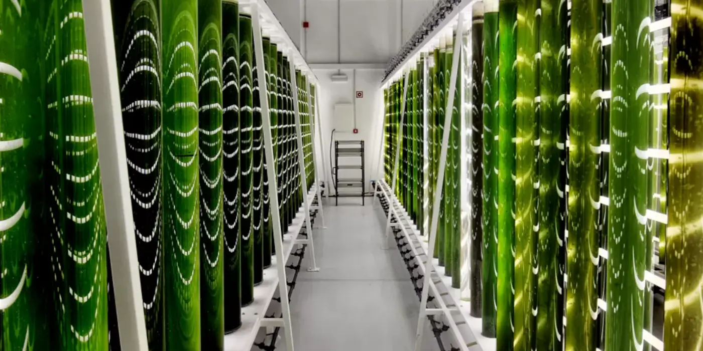 Oito Requisitos ESG cumpridos na Algicel (Enviromental, Social and Governance)