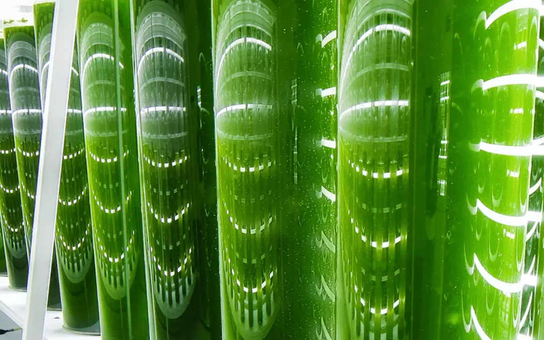 Astaxanthin: what it is and what are its health benefits