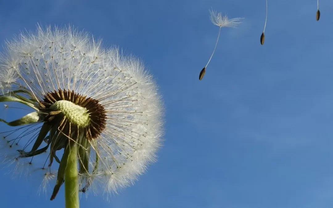 Primavera: la relación entre las alergias y el sistema inmunitario