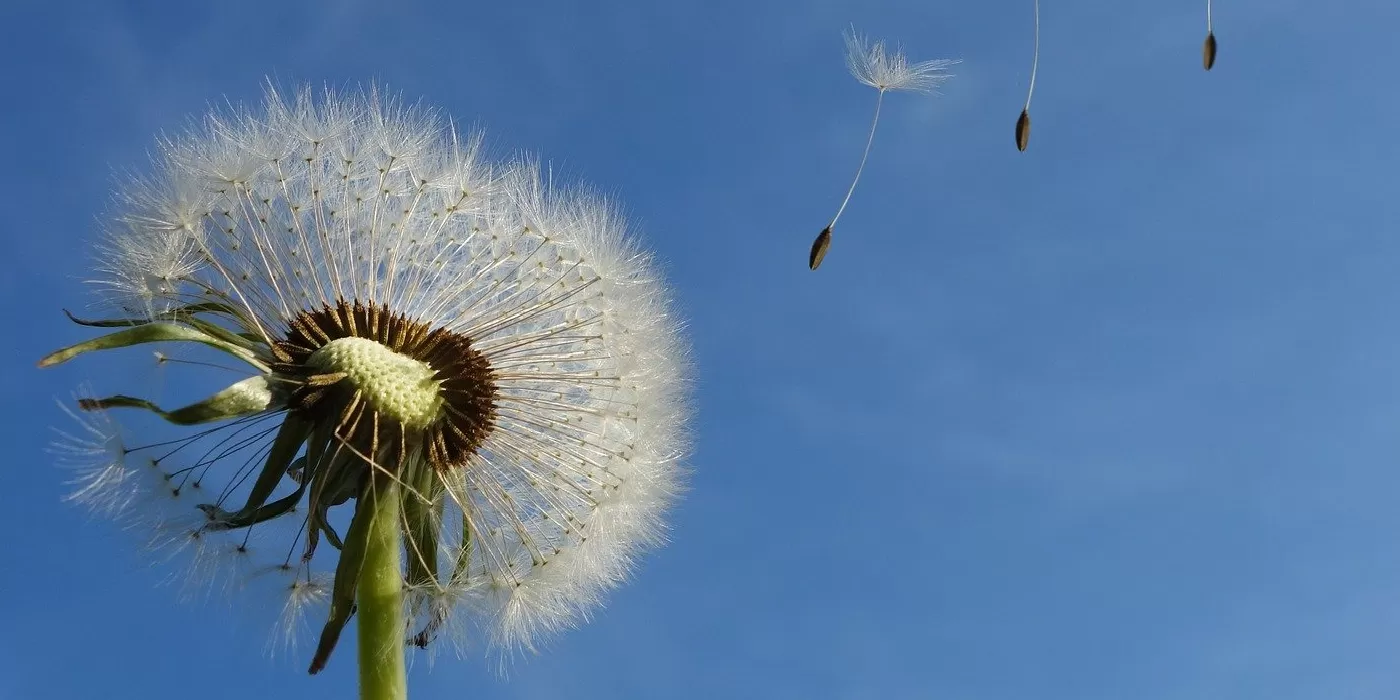 Primavera: a relação das alergias com o sistema imunitário