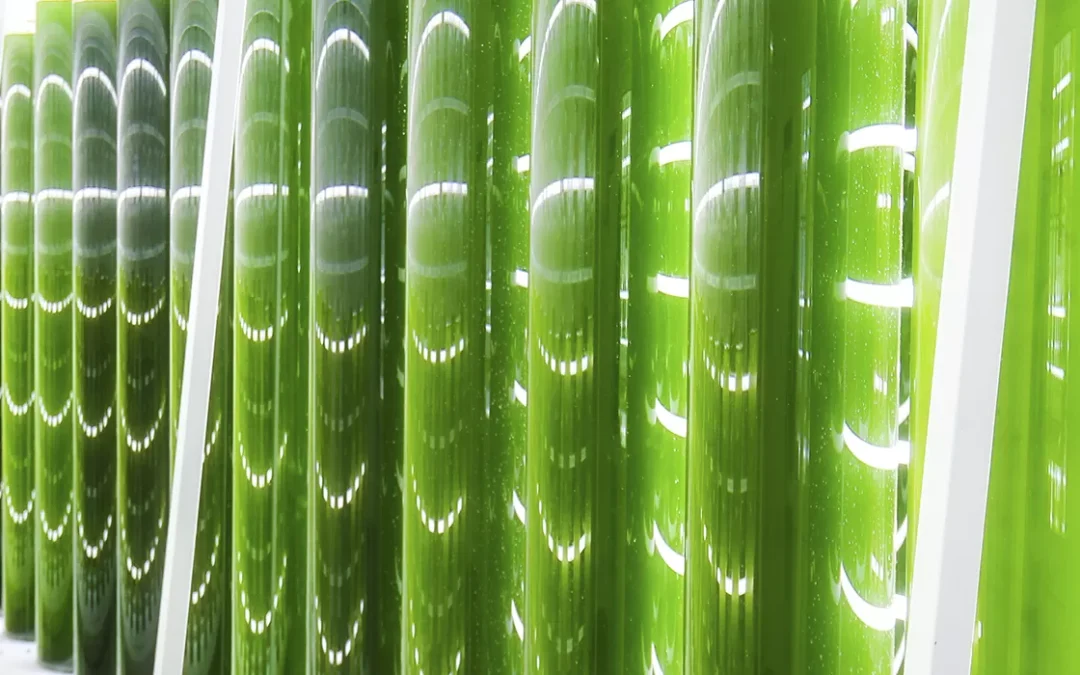 Astaxanthin helps fight COVID19