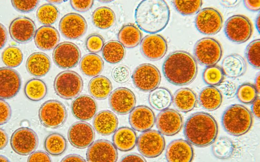 How does astaxanthin fight cell oxidation?