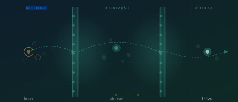 Biodisponibilidade: o que significa realmente absorver